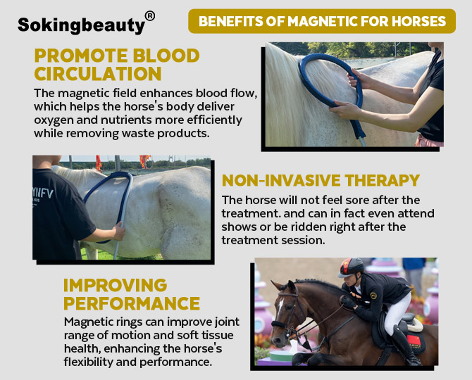 Equine PEMF Magnetic Therapy Machine