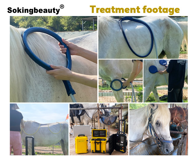 Equine PEMF Magnetic Therapy device