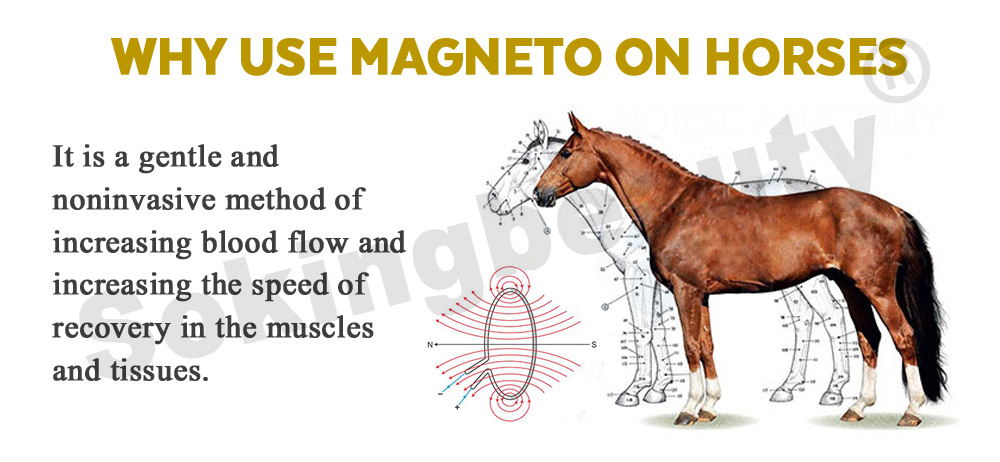 Equine PEMF Magnetotherapy equipment