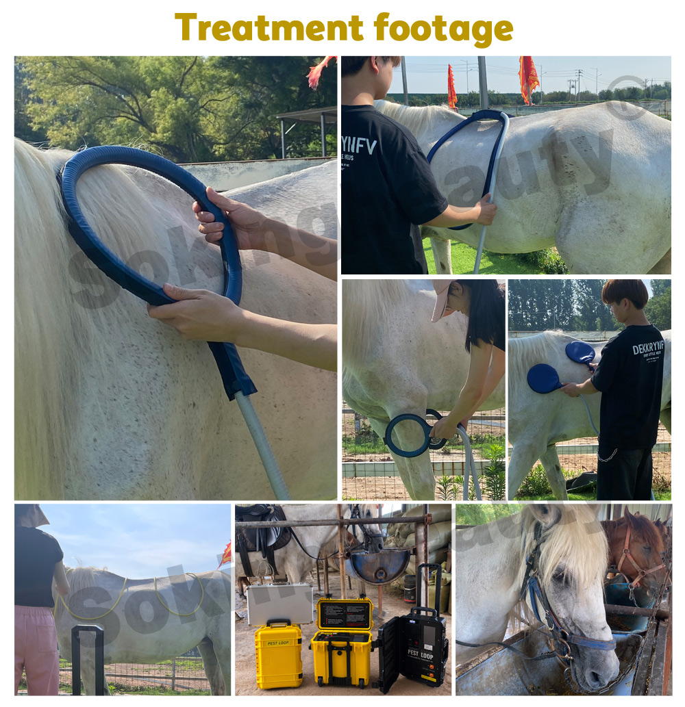 Equine PEMF Recovery Therapy equipment