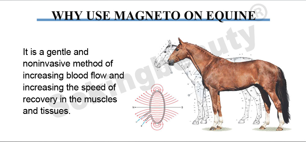 animal pemf magnetic recovery machine