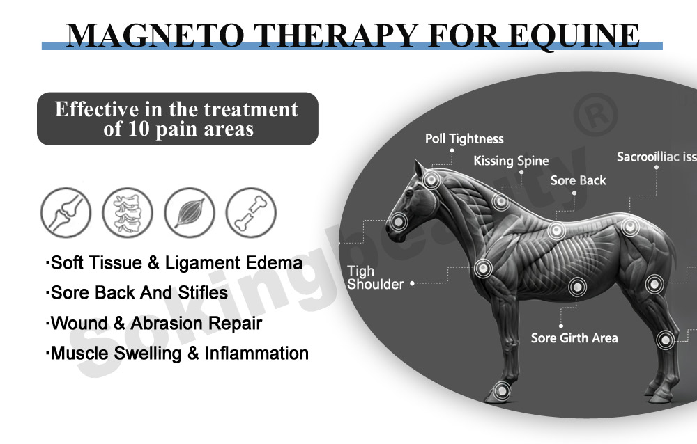 horse pemf recovery equipment
