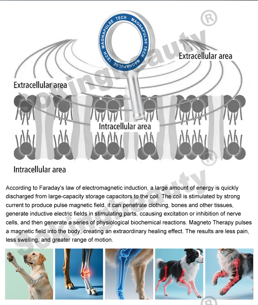 Multi Loop Equine Wellness PEMF machine
