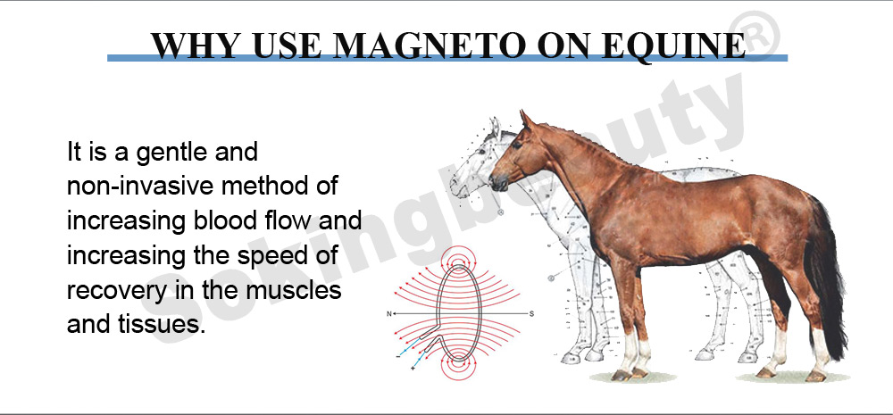 Stable Equine PEMF Magnetic device
