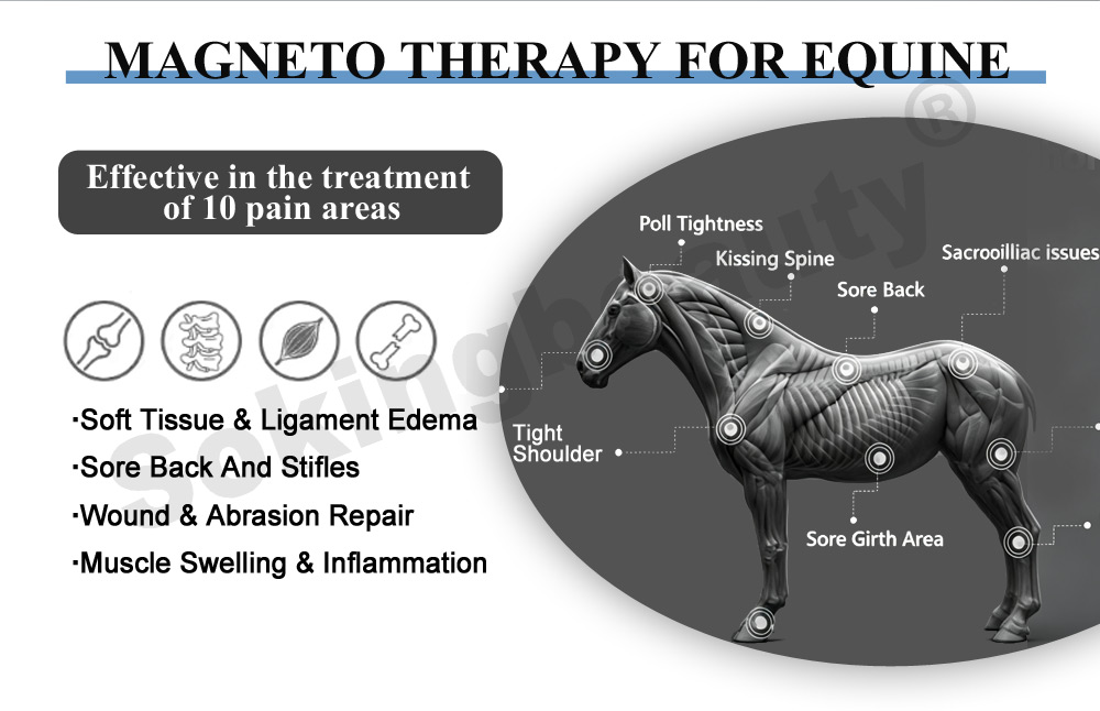 Wholesale Horse PEMF Magnetic device