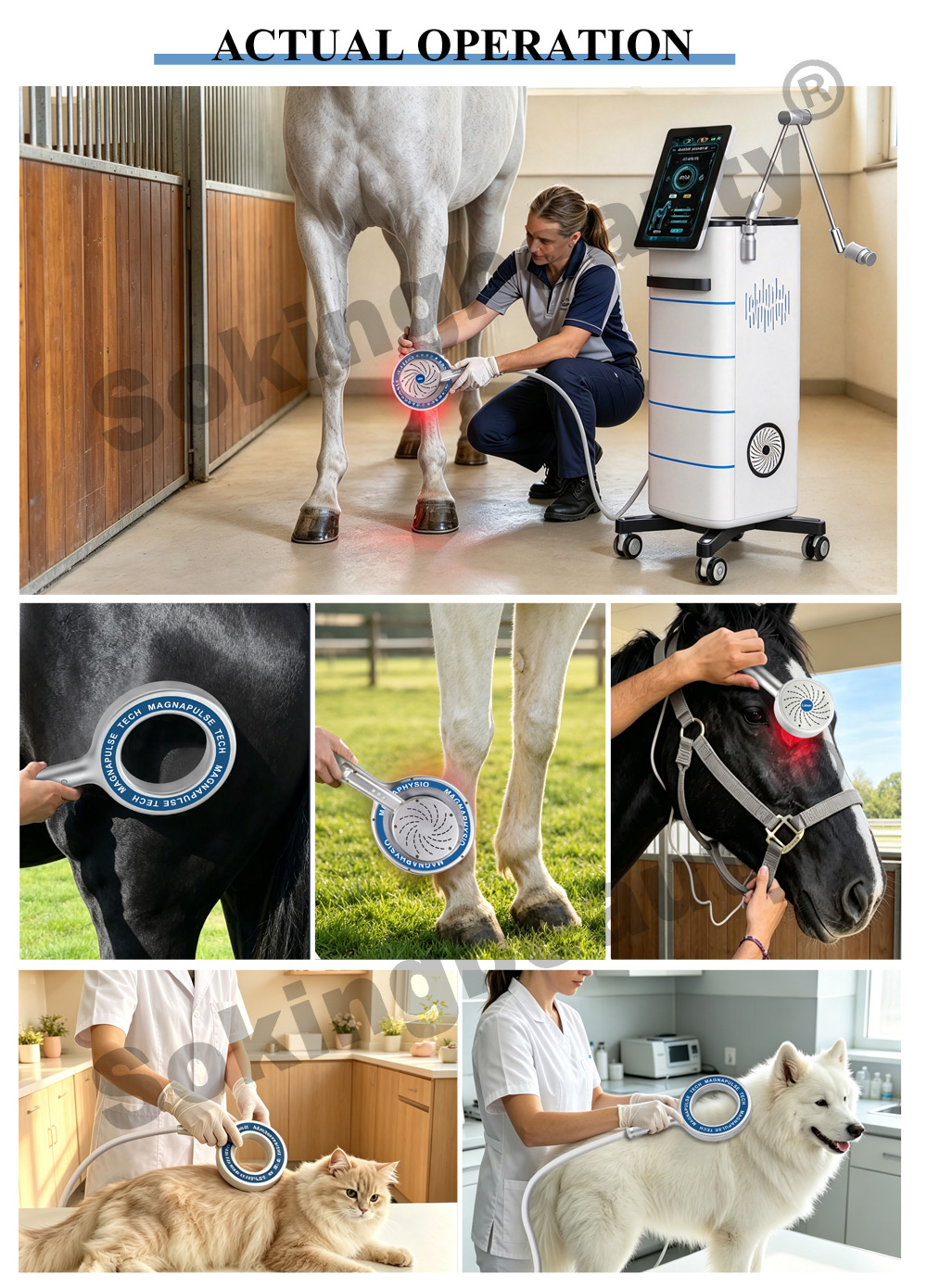 Wholesale Horse PEMF Magnetic equipment