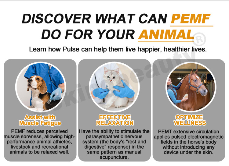 animal magnetic therapy PEMF device04
