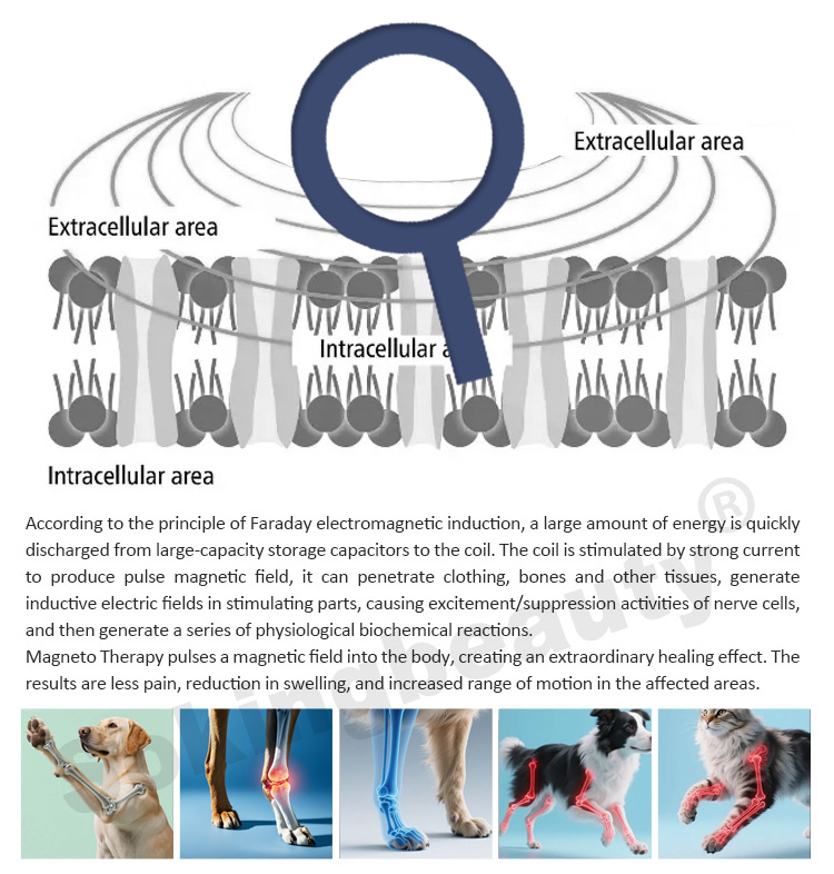 animal magnetic therapy PEMF device05